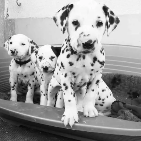 .............................regalo dalmata | Foto 0