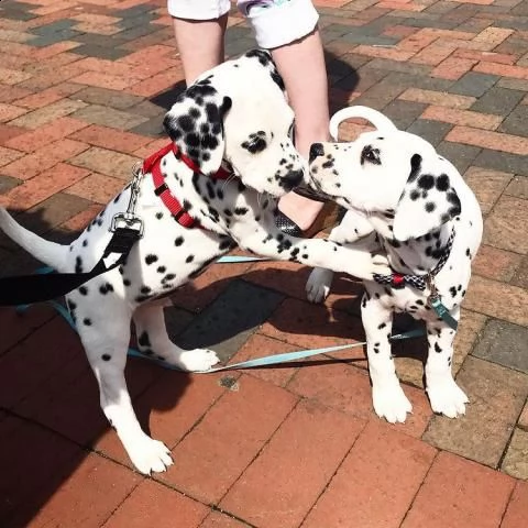 .............................regalo dalmata