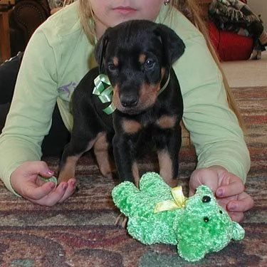 ,,,,,,,,,,,,,,,,,,,,,,,,,,,,,,,, regalo cuccioli di dobermann