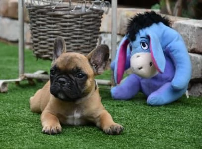 xxxxxxxxxxxxxxxxxxxx regalo bouledogue francese | Foto 0