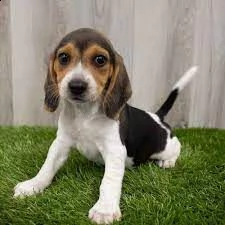 ii regalo beagle  | Foto 0