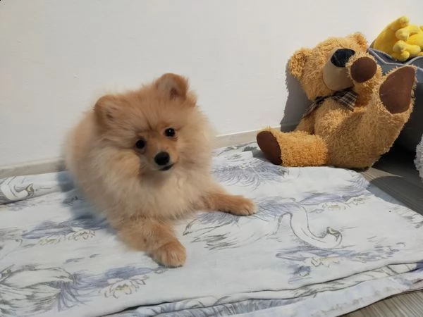 cuccioli di razza pomerania,