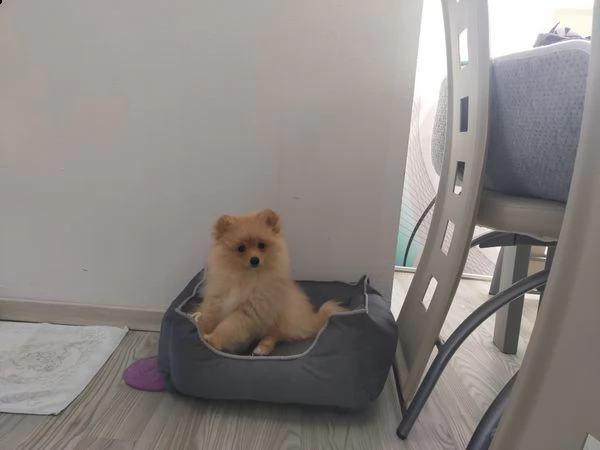cuccioli di razza pomerania, | Foto 0