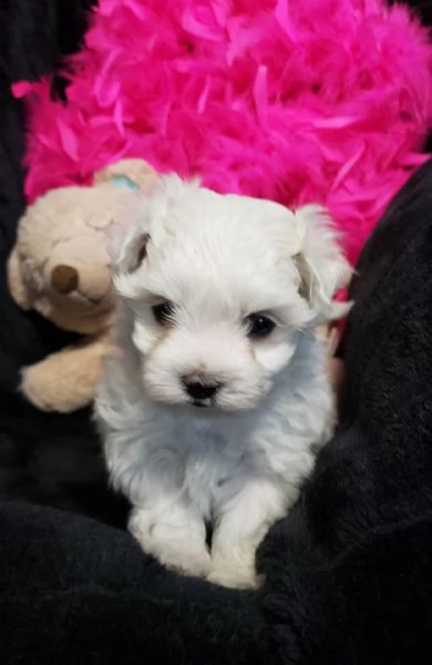  cuccioli di maltese toy privato mette in vendita meravigliosi cuccioli di maltese bianco nati il 5 