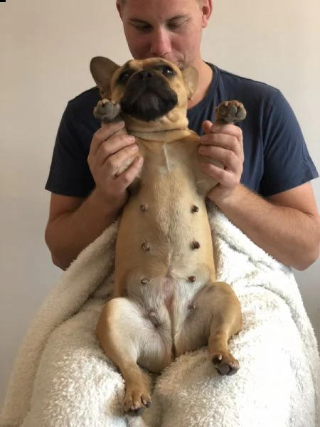 regalo bouledogue francese