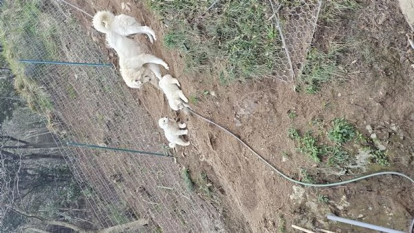Cuccioli maremmano 