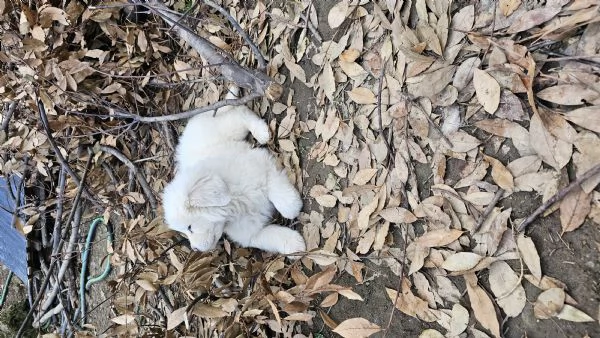 Cuccioli maremmano  | Foto 2