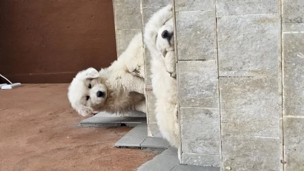 Cuccioli maremmano  | Foto 1