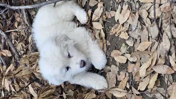 Cuccioli maremmano  | Foto 0