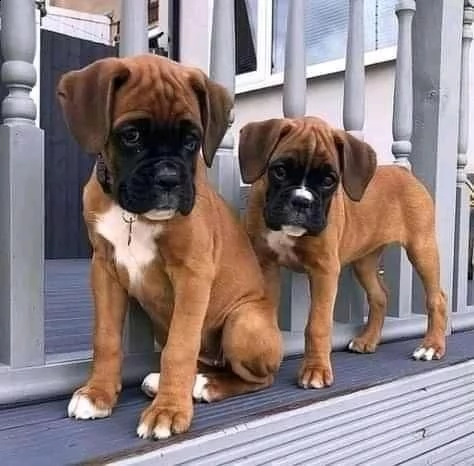 regalo boxer