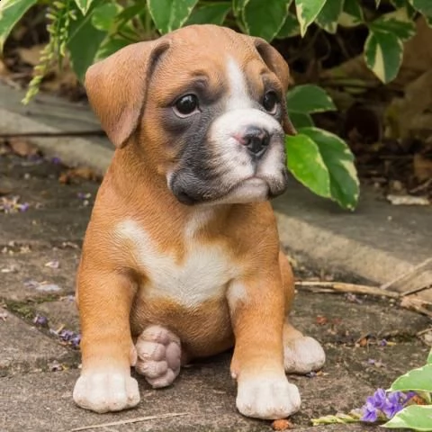 regalo boxer | Foto 0