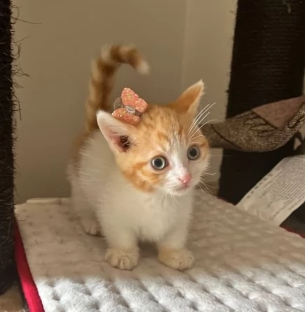 simpatici munchkin gattini | Foto 0