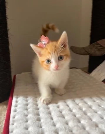 simpatici munchkin gattini