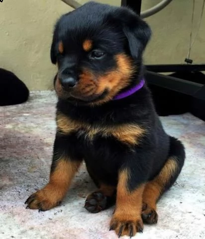 regalo rottweiler 