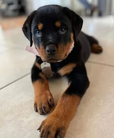 regalo rottweiler  | Foto 0