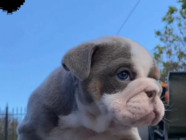 bull regalo   bulldog inglese