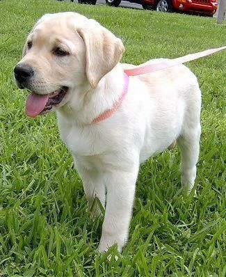 lb   regalo cuccioli di labrador