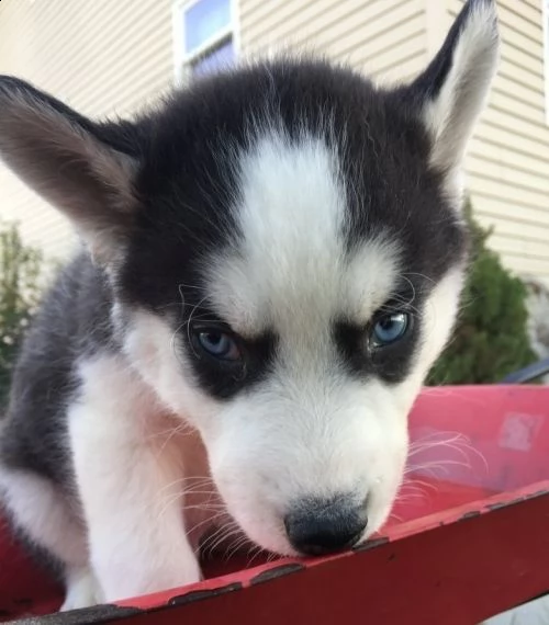 regalo cuccioli siberian husky maschio e femmina....