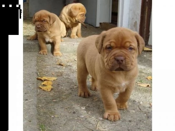 regalo bellissimi maschi e femmine dogue de bordeaux cuccioli