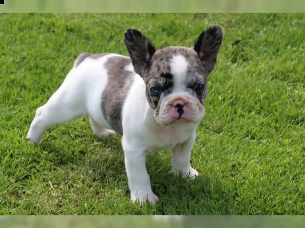 regalo cuccioli di bulldog francese......