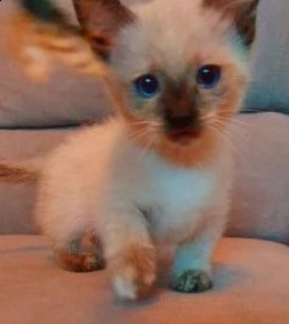 munchkin molto carini