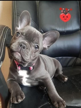 cuccioli giocosi di bouledogue francesi | Foto 0