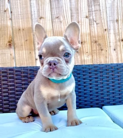 cuccioli giocosi di bouledogue francesi