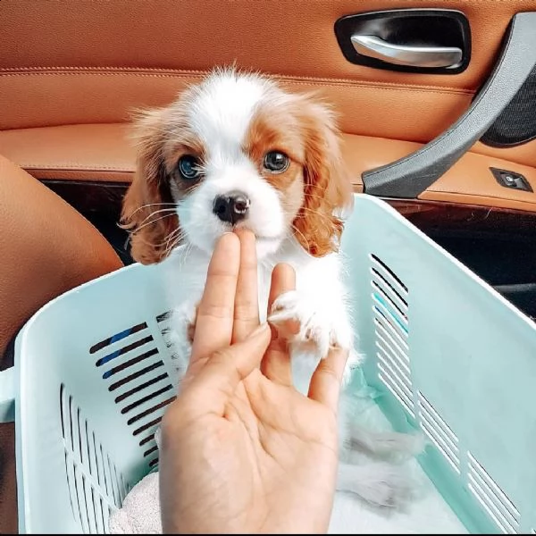regalo chihuahua cuccioli meravigliosi ! 