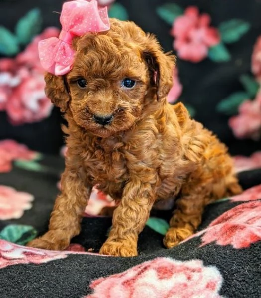  regalo abbiamo cuccioli di barboncino