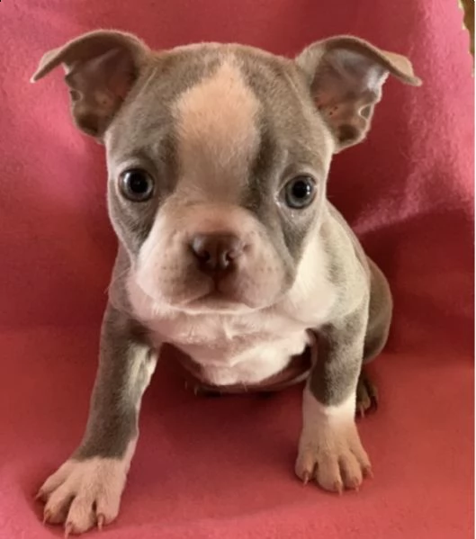 regalo adorabili cuccioli boston terrier femminucce e maschietti gratuita 