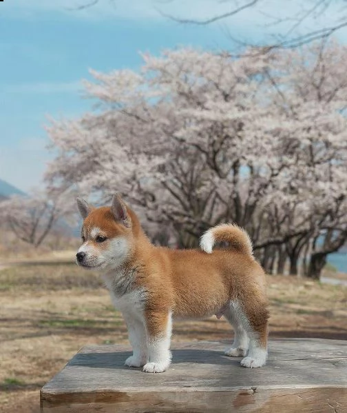 ubito  regalo akita splendidi cuccioli.. tutti vaccinati,sverminati,microchippati e con certificato 