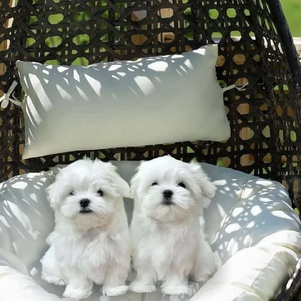 due cuccioli di maltese bianchi