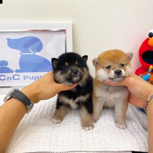  regalo due cuccioli di shiba inu per l'adozione 