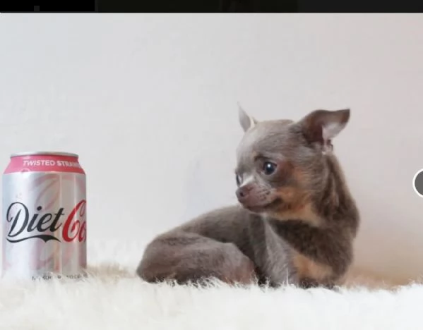 regalo cuccioli di chihuahua mini toy