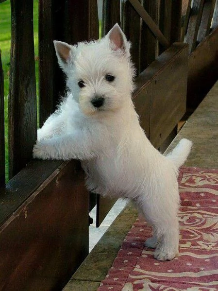   regalo adorabili cuccioli west highland terrier bianco femminucce e maschietti gratuita i cuccioli