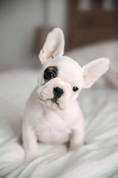  regalo cuccioli di bulldog francese bellissimi cuccioli disponibili, carattere adorabile ,sono doci