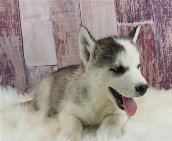 abbiamo disponibili cuccioli di siberian husky maschi e femmine. i