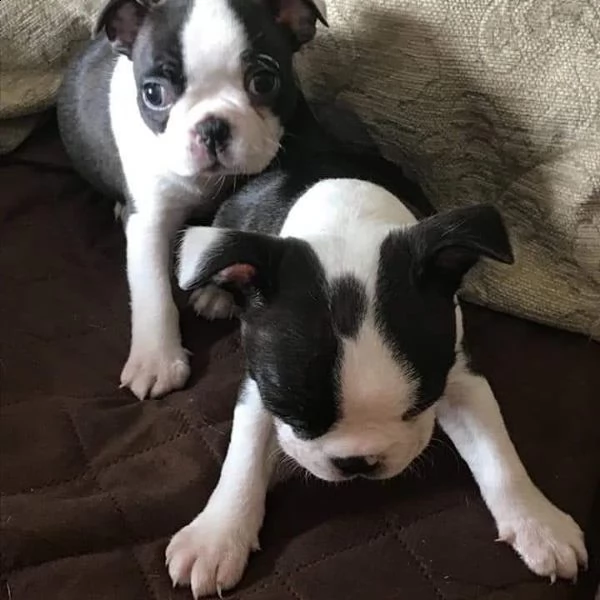  regalo boston terrier meravigliosi ! 