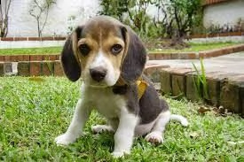 regalo beagle  | Foto 0