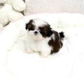  regalo shih-tzu  toy | Foto 0
