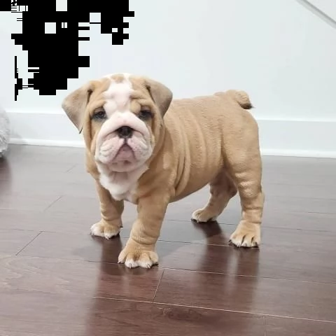 regalo   bulldog inglese