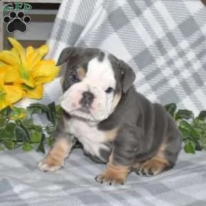 regalo   bulldog inglese | Foto 0