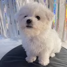 regalo bichon mini | Foto 0