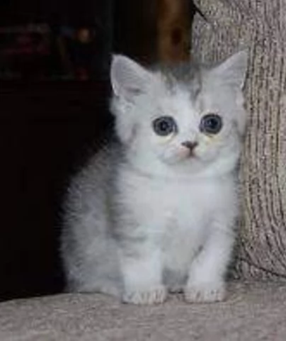 regalo piccolo gattino munchkin