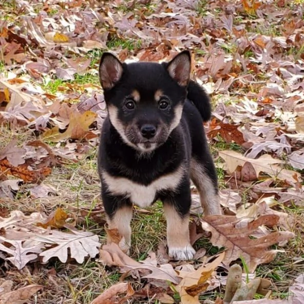 regalo bellissimi cuccioli allevati shih-tzu, colore bianco e nero.