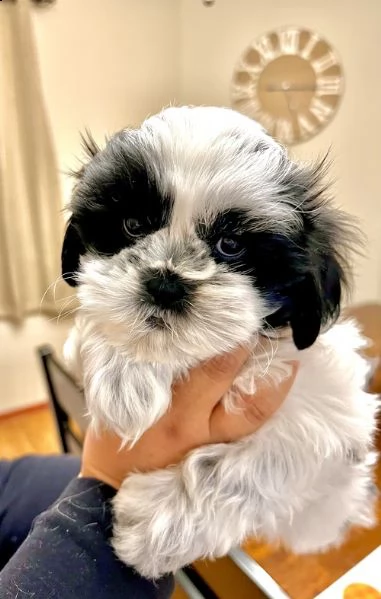 disponibili cuccioli di shih-tzu 