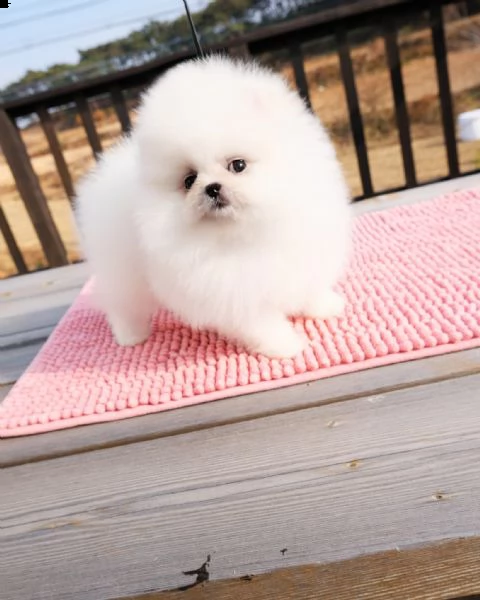 cuccuiku di spitz pomerania mini toy