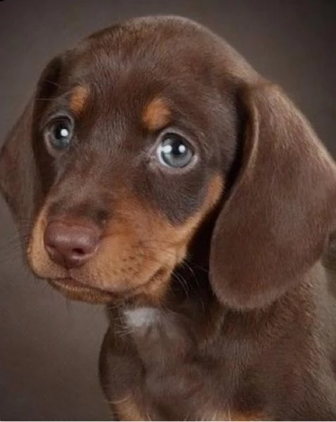  regalo adorabili cuccioli bassotto femminucce e maschietti gratuita i cuccioli sono vaccinati sverm