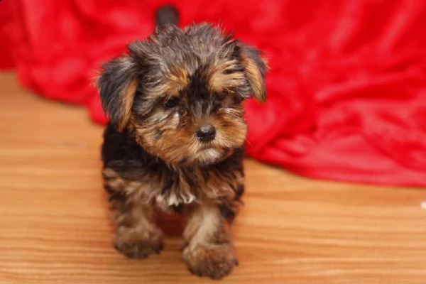 cuccioli di yorkshire terrier.