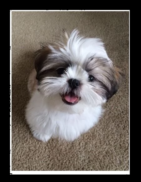 dolci cuccioli di shih tzu maschi e femmine | Foto 0
